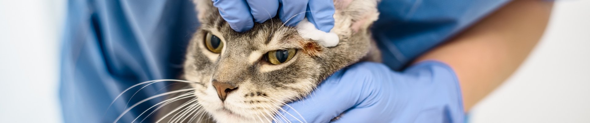 Un veterinario limpiando las orejas de un gato atigrado