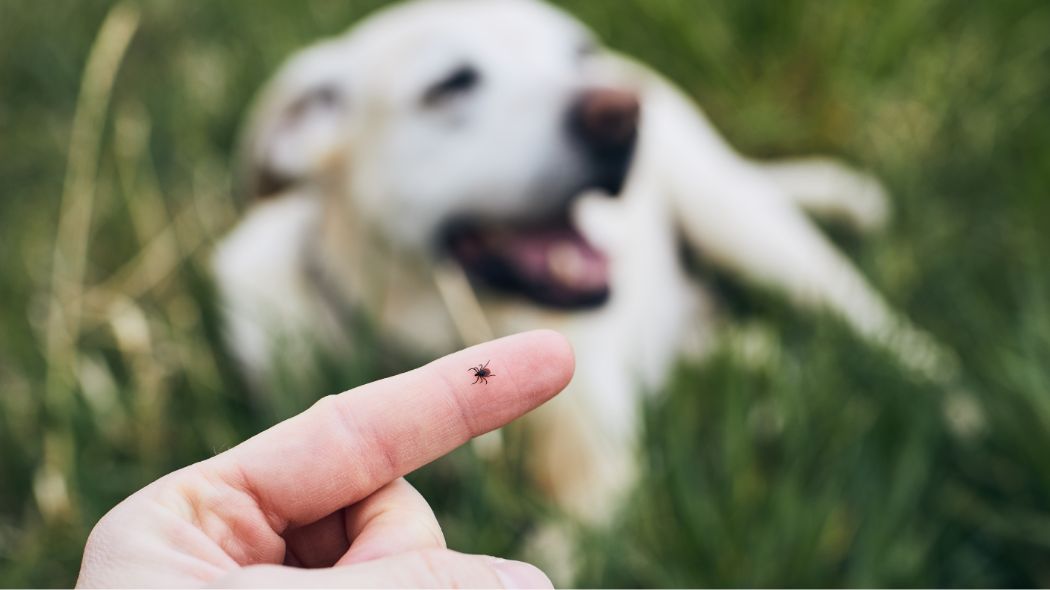 Primer plano de un dedo con una garrapata y un perro blanco sentado en el fondo