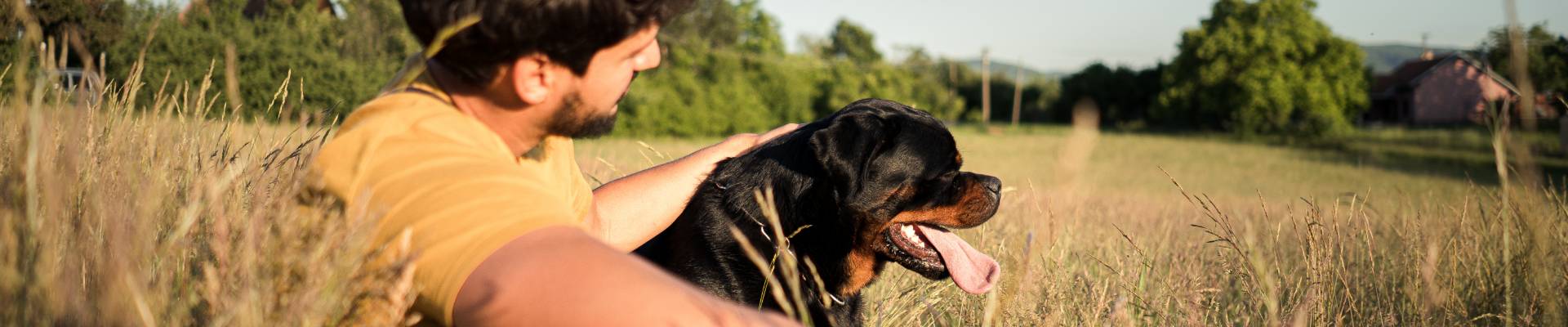 Un rottweiler en un campo con su dueño