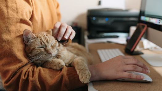 Un gato dormitando en el regazo de su dueño mientras este trabaja en una computadora
