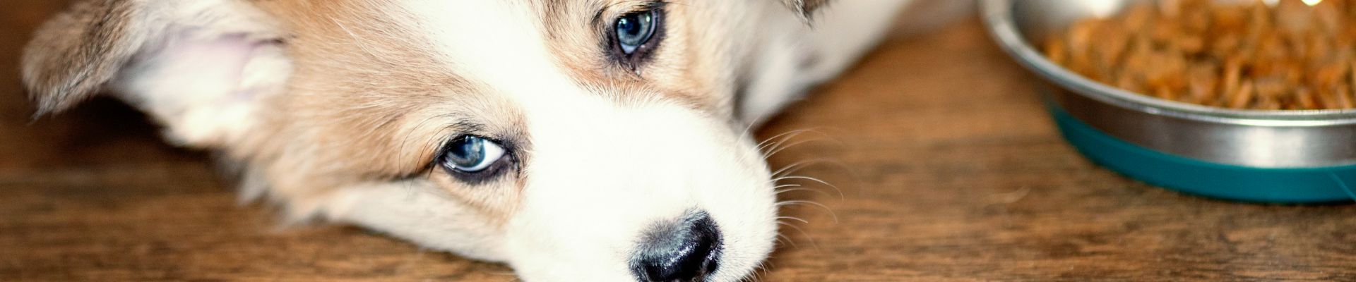 Un perro que está acostado junto a su tazón de comida