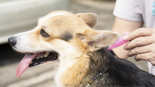 Una persona aplicando un tratamiento para garrapatas en el cuello de un perro