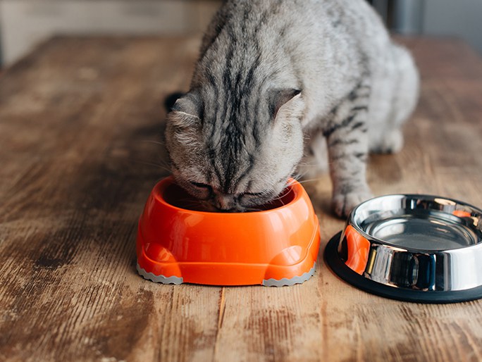 Un gato gris comiendo de un tazón color naranja