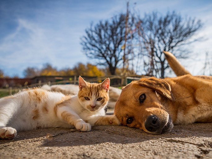 Un gato naranja y blanco tendido bajo el sol junto a un perro grande café