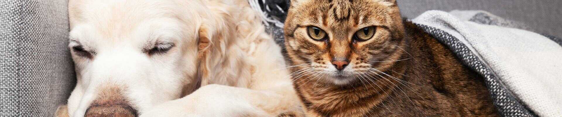 Un gato marrón y un perro blanco que están recostados uno junto al otro