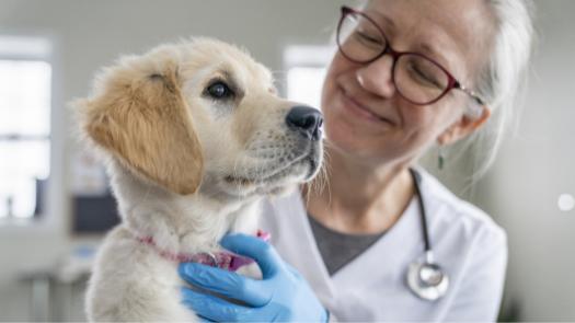 Un veterinario sosteniendo y examinando a un cachorro golden retriever