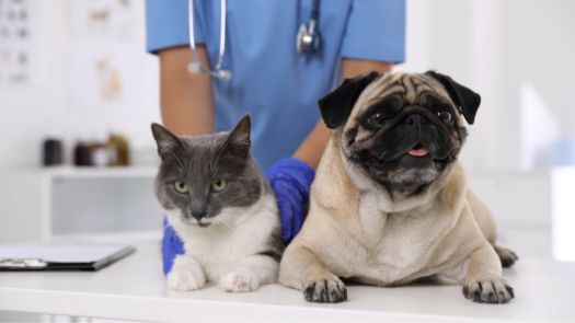 Un gato gris y blanco y un pug en la consulta de un veterinario
