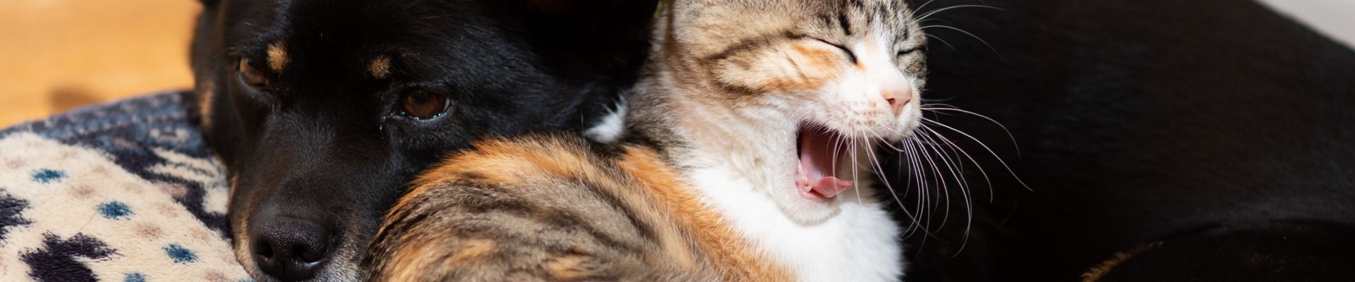 Un gato que bosteza y un perro que descansa; ambos están acostados