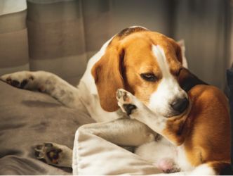 Un beagle que se rasca/se muerde la pata trasera