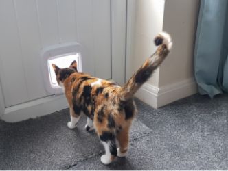 Un gato calicó a punto de cruzar una puerta para gatos