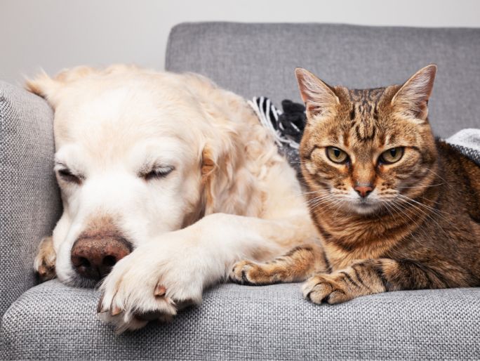 Un perro viejo y un gato atigrado tendidos uno junto al otro en un sofá
