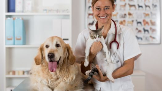 Un veterinario sosteniendo a un gato pequeño y junto a un golden retriever 