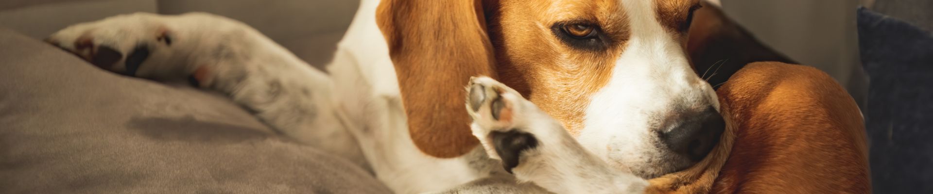 Un beagle que se rasca/se muerde la pata trasera