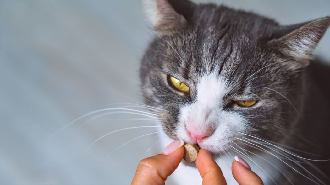 Un gato al que le están administrando una pastilla