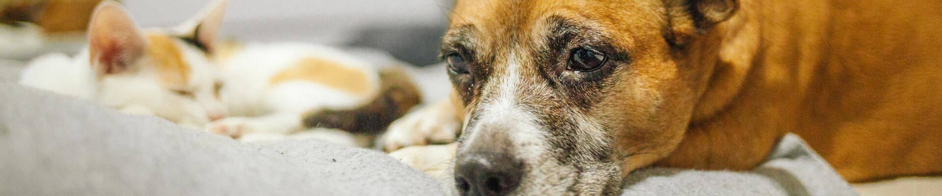 Un perro cansado que mira al suelo