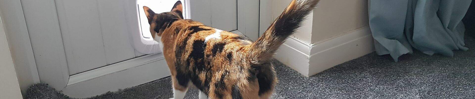 Un gato naranja y negro que atraviesa una puerta