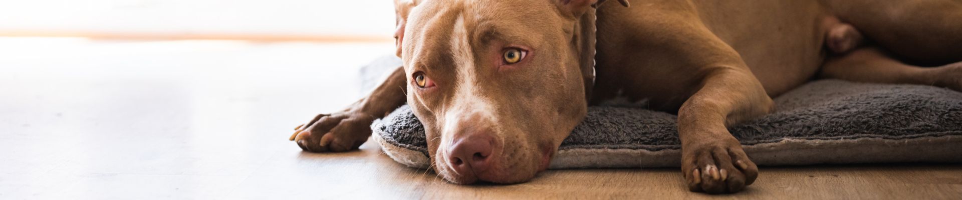 Un perro grande marrón está recostado en el piso sobre una cama de perro