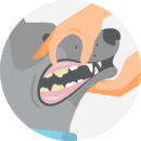 Ilustración de manos examinando la boca de un perro