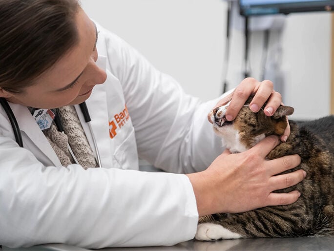 Médico revisando un gato