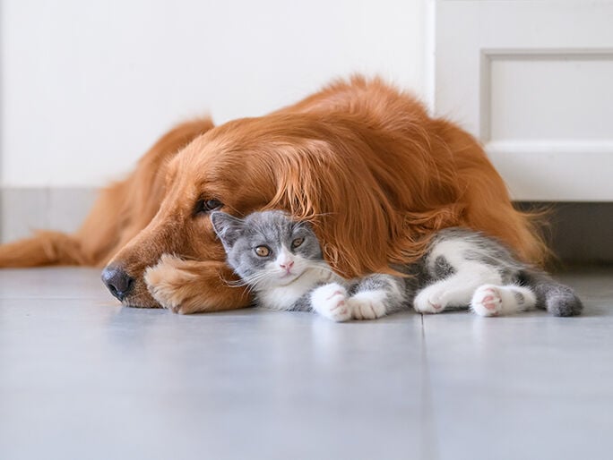 gato gris durmiendo sobre un perro marrón