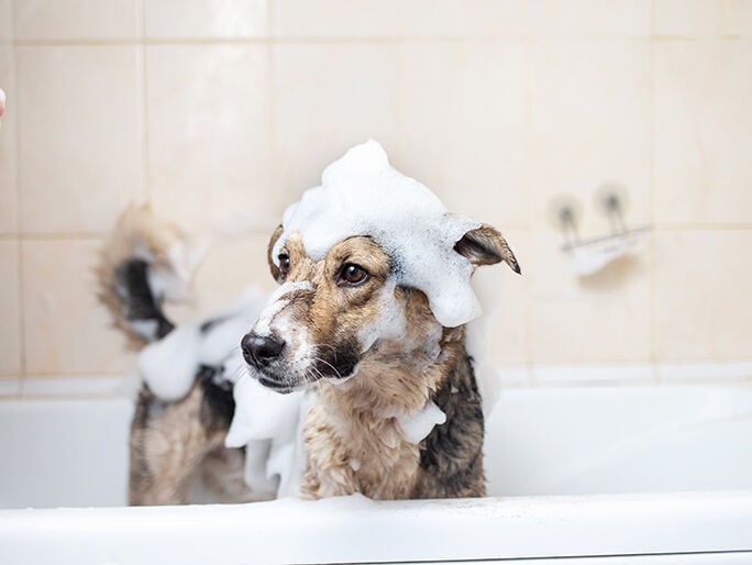 perro cubierto de jabón