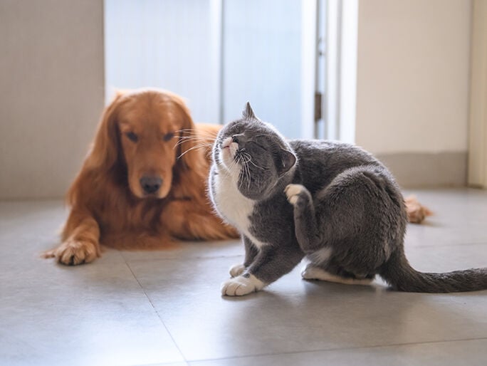 perro marrón y gato gris dentro de la casa