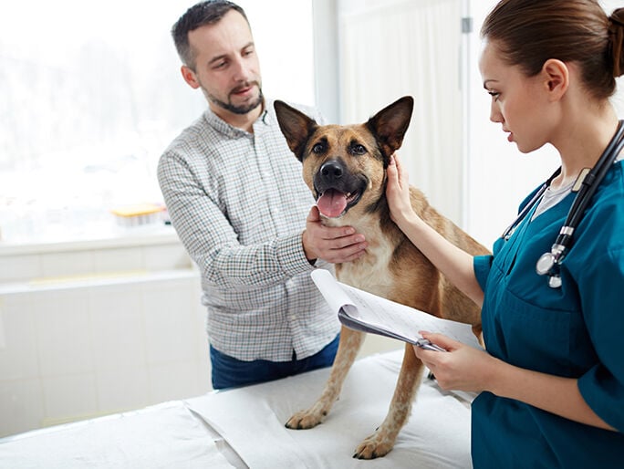 médico examinando a un perro feliz en el hospital