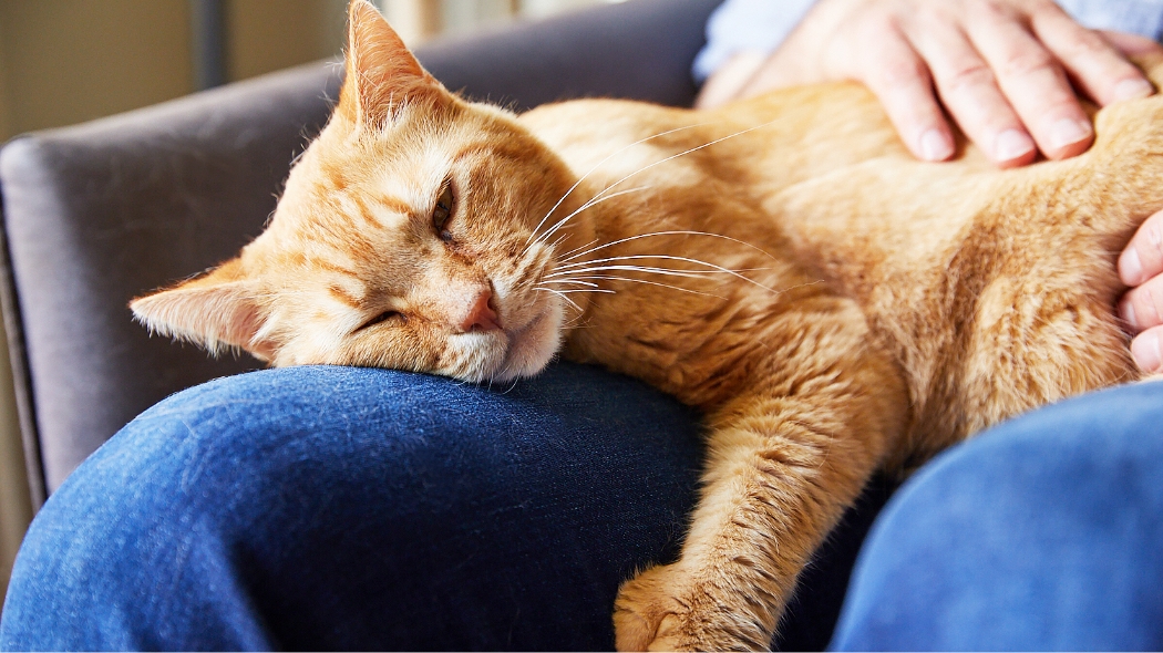 An orange cat snuggling in a person's lap
