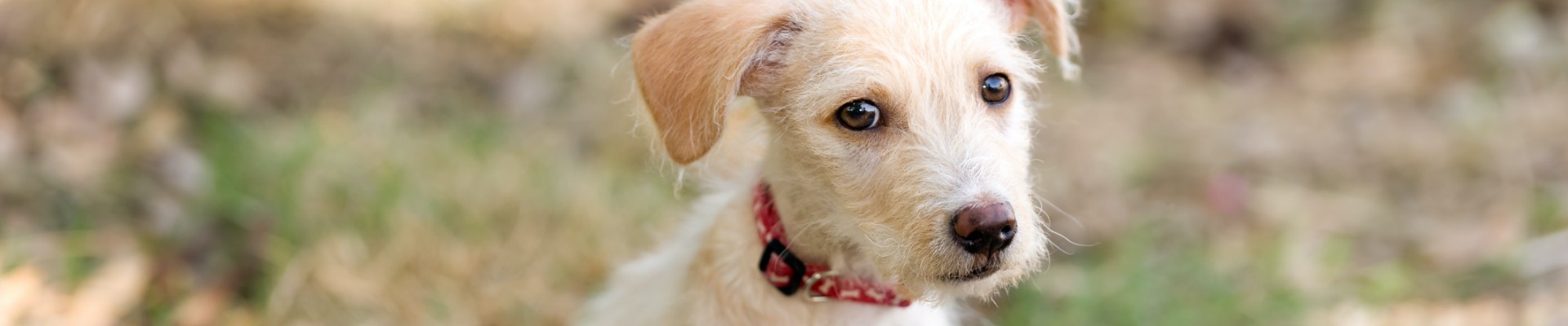 cara de perro desaliñada blanca