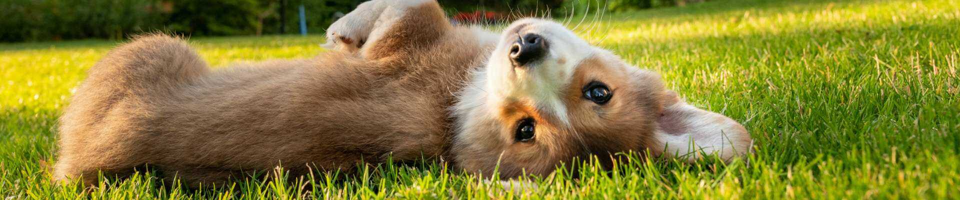 cachorro corgi acostado sobre la espalda en el césped