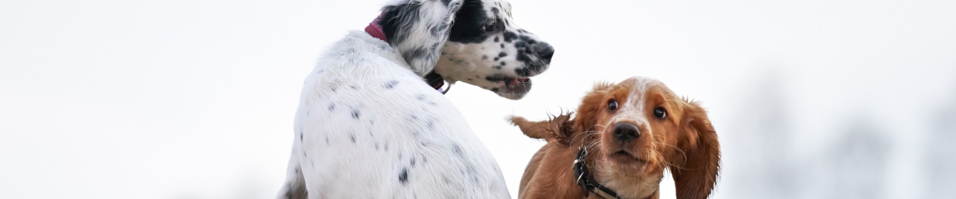 perrito agresivo gruñendo a un perro asustado