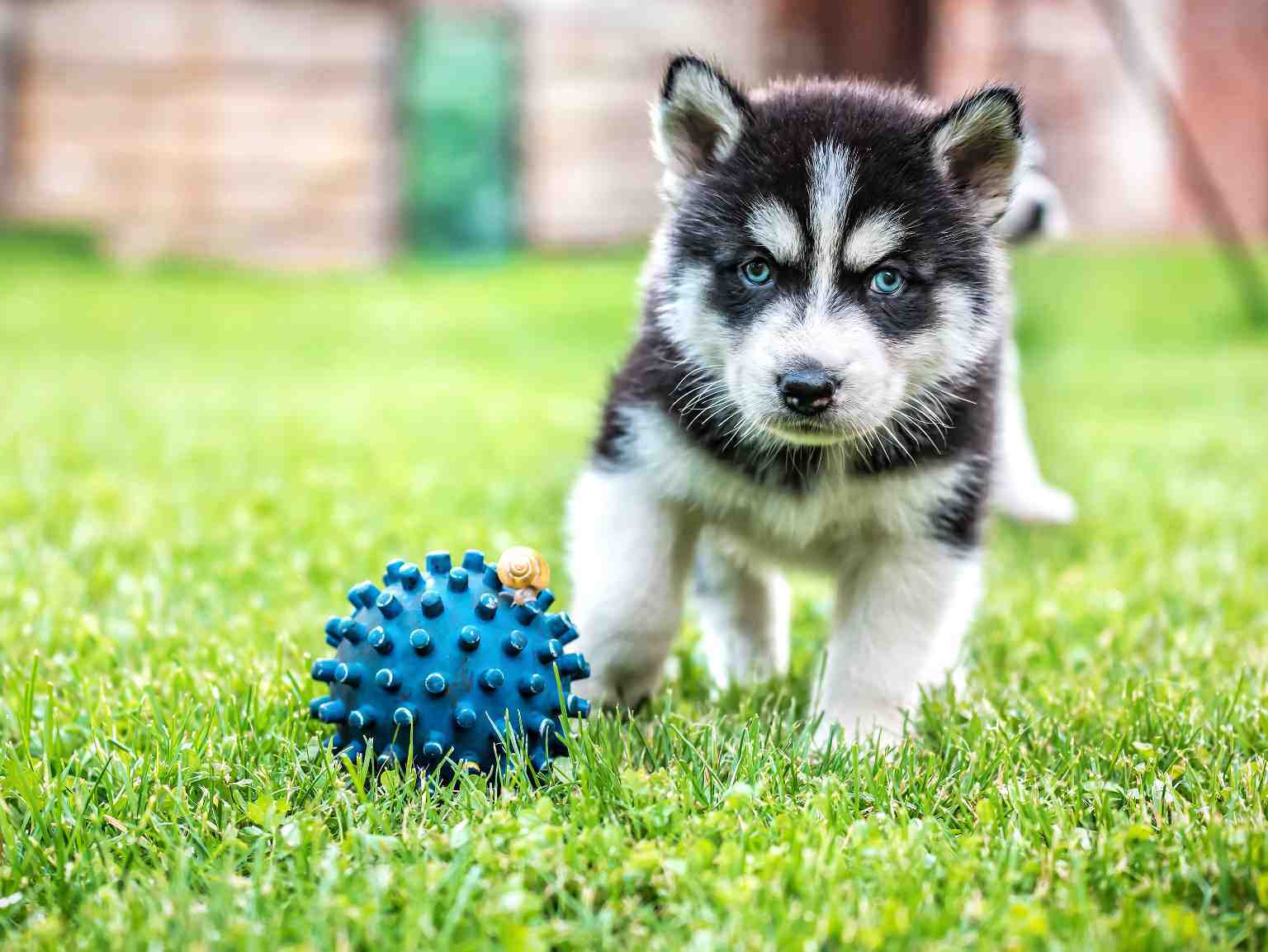 cachorro husky que juega con una pelota azul