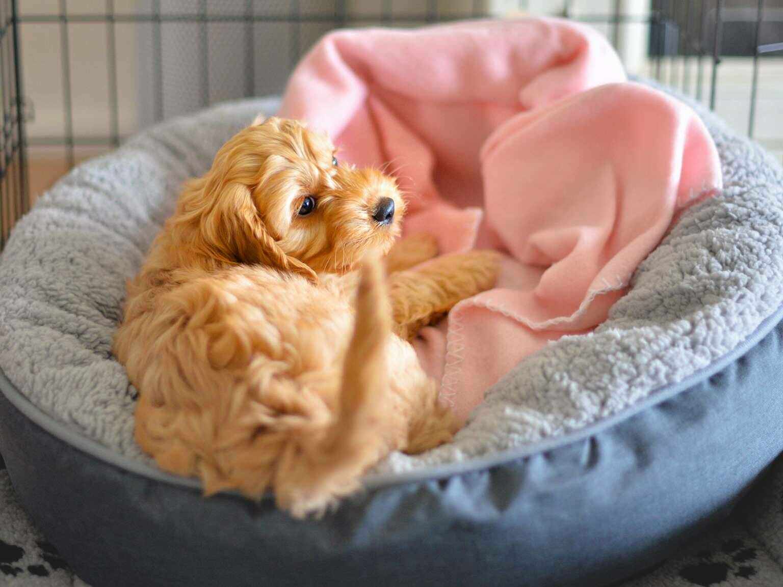 Un cachorro acostado sobre su cama, dentro de una jaula