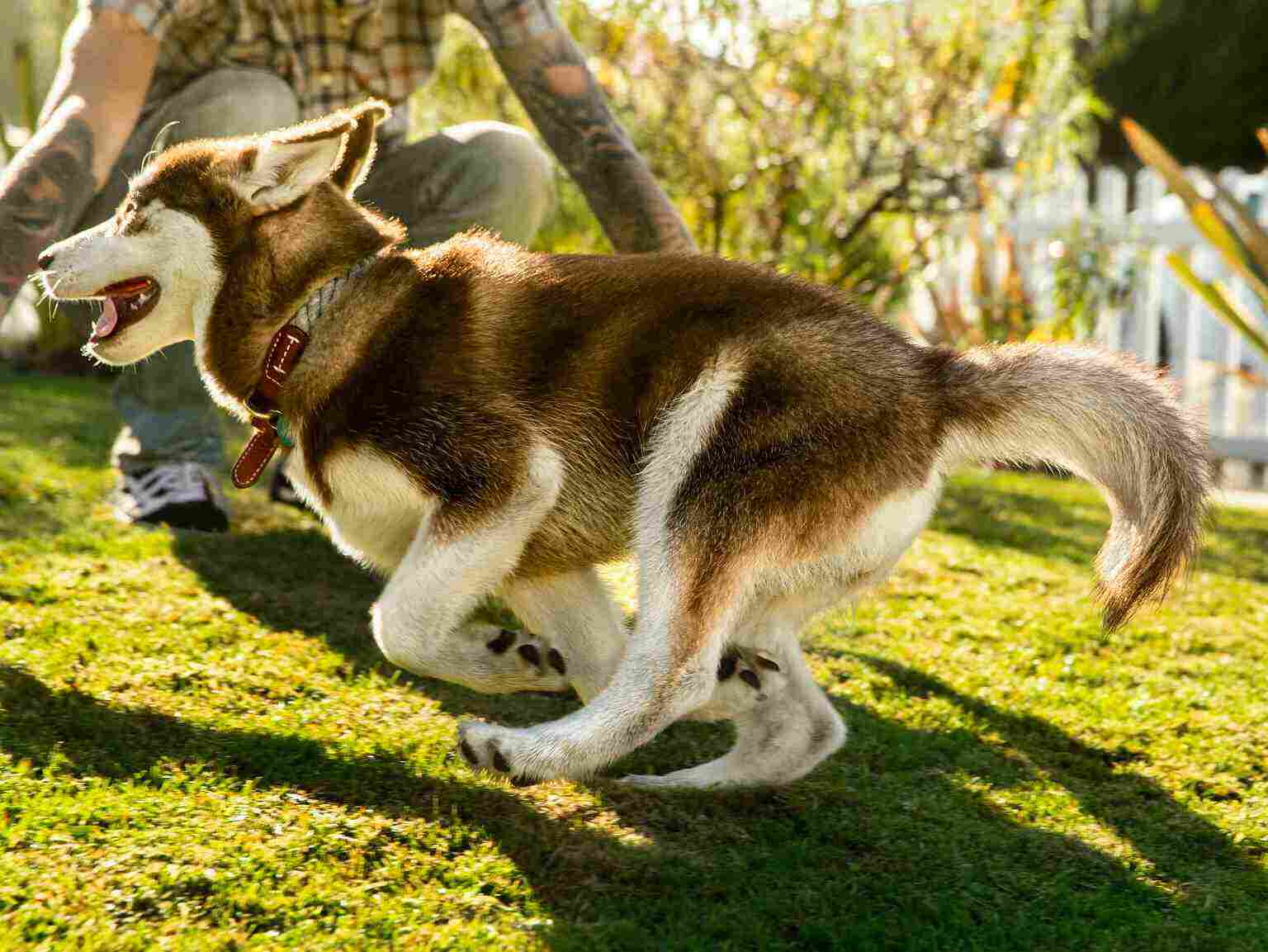Un cachorro de husky corriendo en el patio y jugando con su dueño