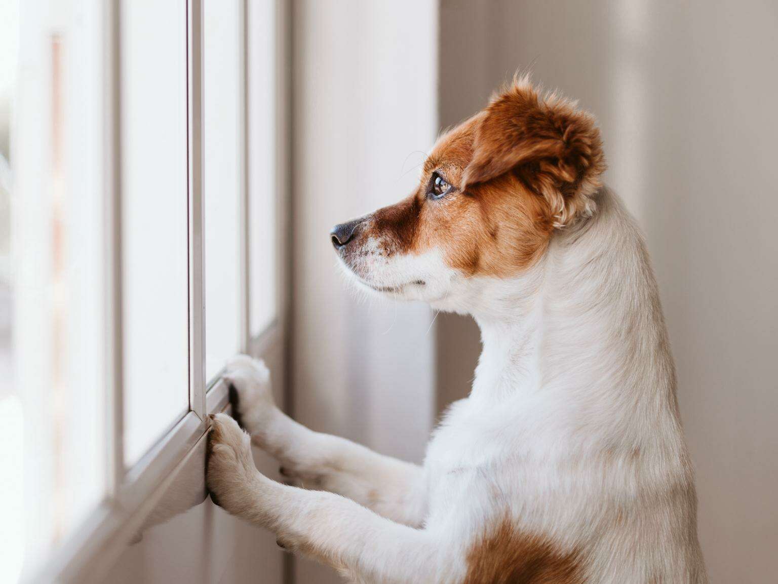 Un cachorro mirando por una ventana