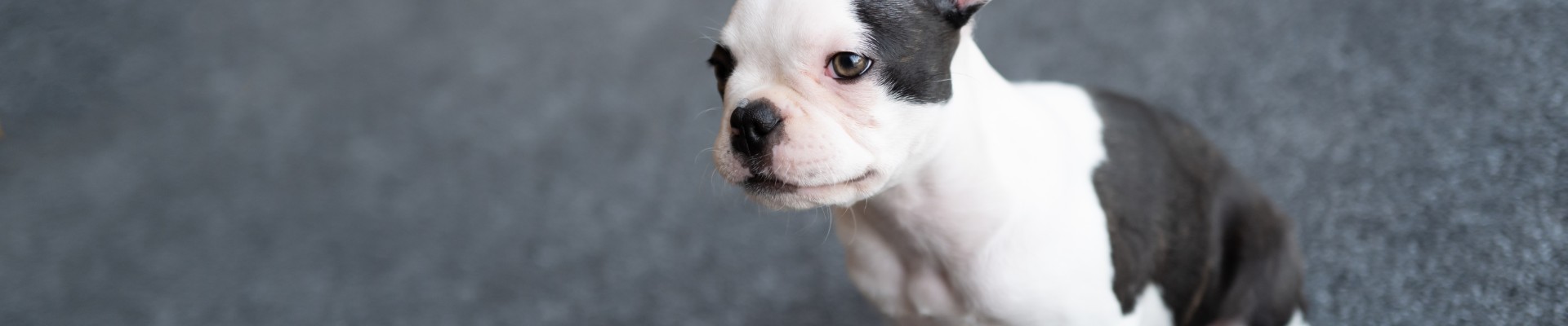 cachorro de pitbull blanco y negro