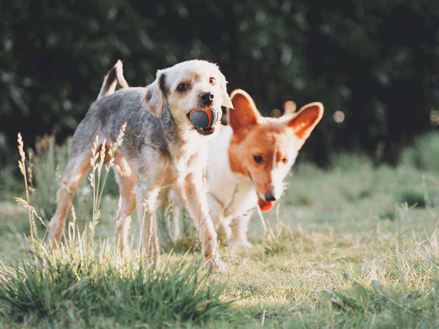 dos perros que juegan con una pelota en el parque