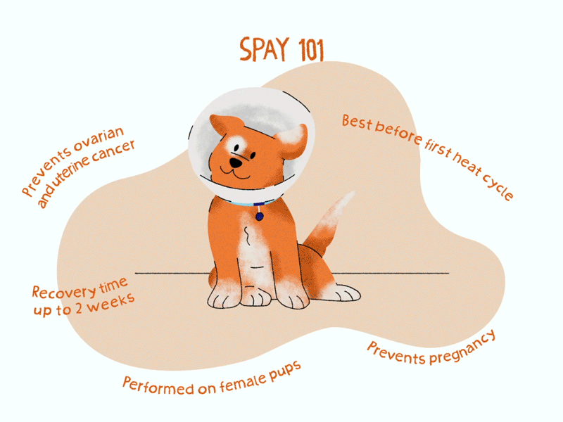 Ilustración de un perro que tiene un cono