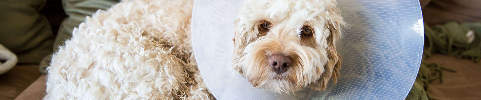 perro con collar de cono de plástico