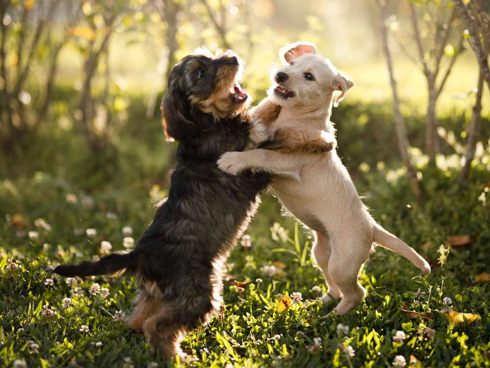 perros felices brincando uno hacia el otro
