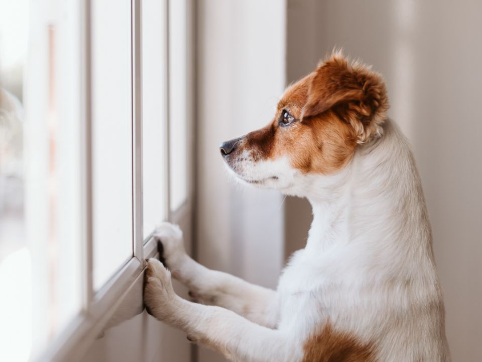 perro mirando hacia fuera por una ventana
