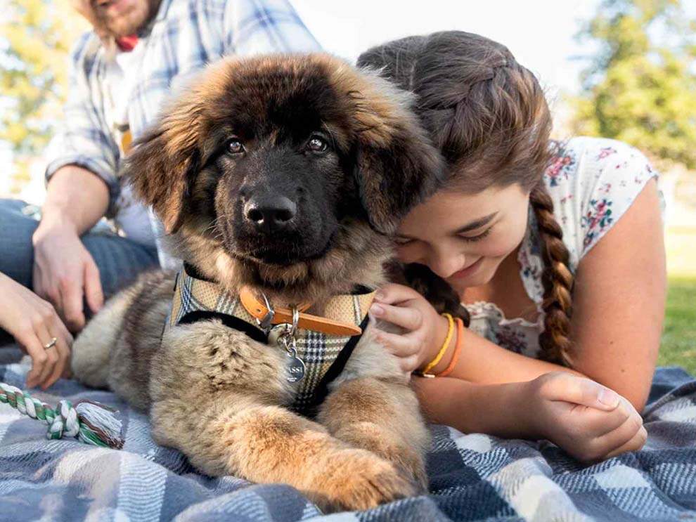muchacha que le hace mimos a un cachorro sobre una manta para pícnic
