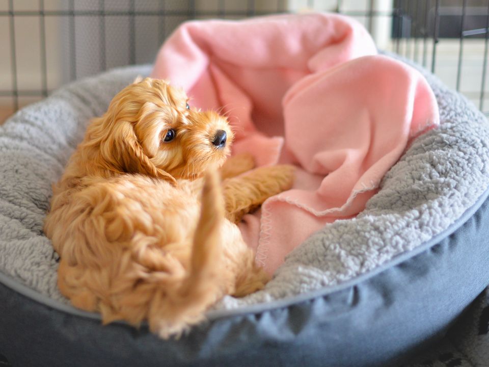 cachorro de goldendoodle tomando una siesta en una cama para perros