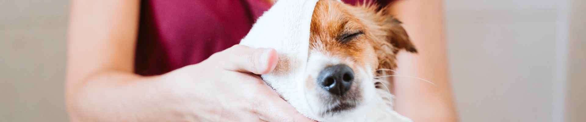 Perro marrón y blanco que se lava la cara
