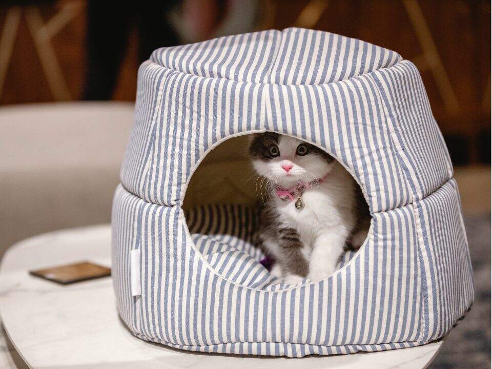 gatito blanco con gris ocultándose en una cama