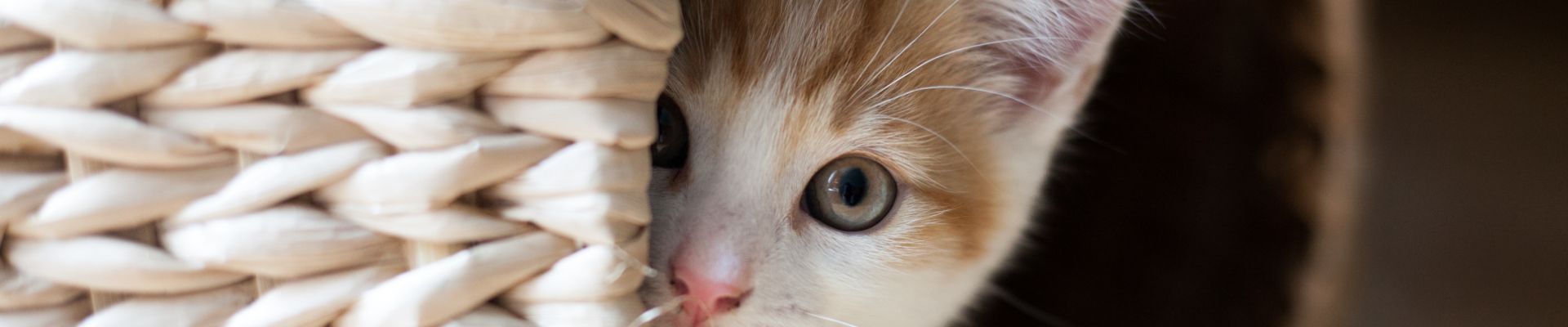 gatito naranja asustado oculto en una cesta