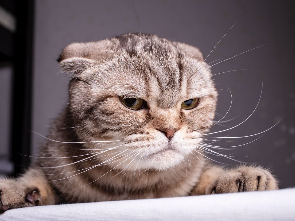 gato gris gruñón con las orejas hacia atrás