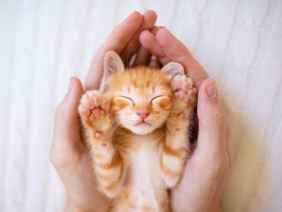 manos sosteniendo a un gatito naranja dormido
