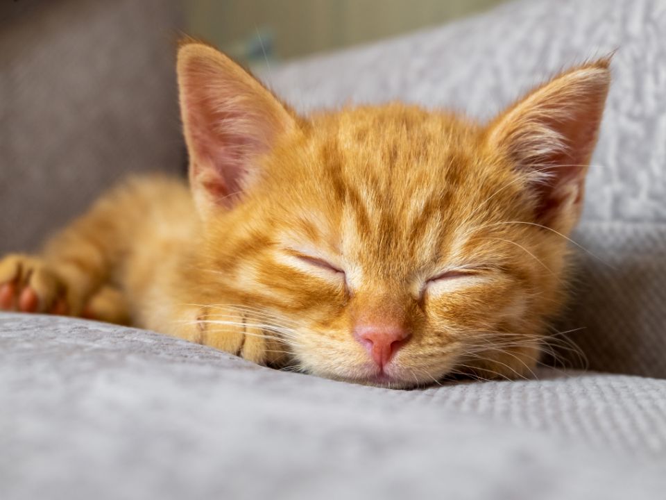 gatito-naranja-dormido-en-un-sofá