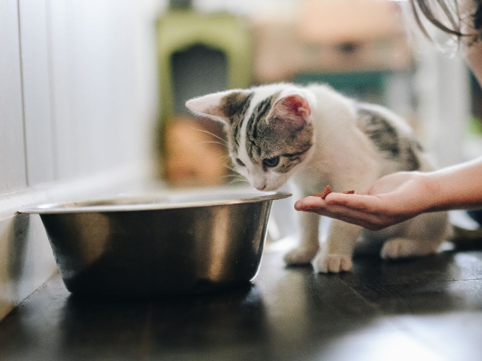 gatito oliendo un tazón de alimento